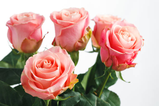 istock pink roses bouquet, white background 1186107455