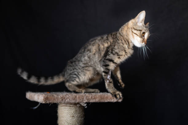 istock Domestic cat on the scratching post 1186107972
