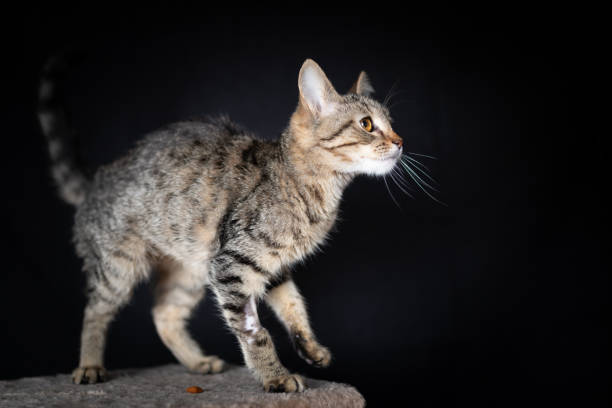 istock Domestic cat on the scratching post 1186108056
