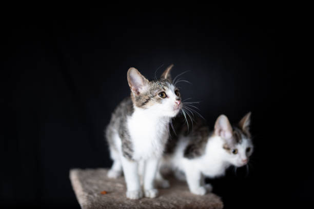 istock Domestic cat on the scratching post 1186108080