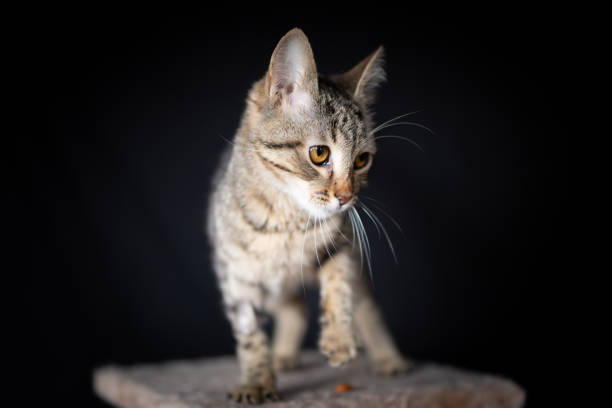 istock Domestic cat on the scratching post 1186108696