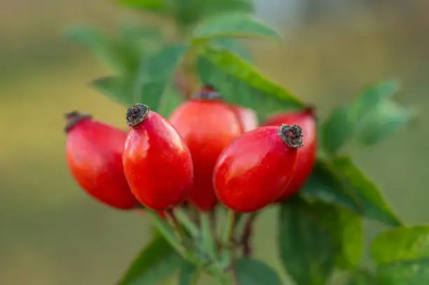 Freshly picked rose hips. Rose hip or rosehip, commonly known as the dog rose (Rosa canina).