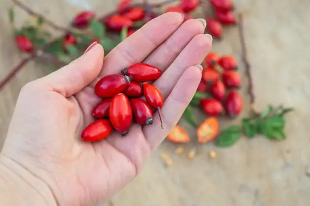 Freshly picked rose hips. Rose hip or rosehip, commonly known as the dog rose (Rosa canina).