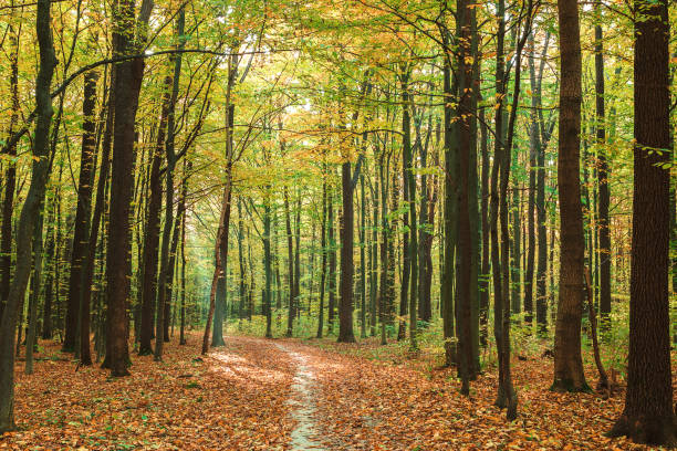 istock Autumn green forest on a clear sunny day 1186109617