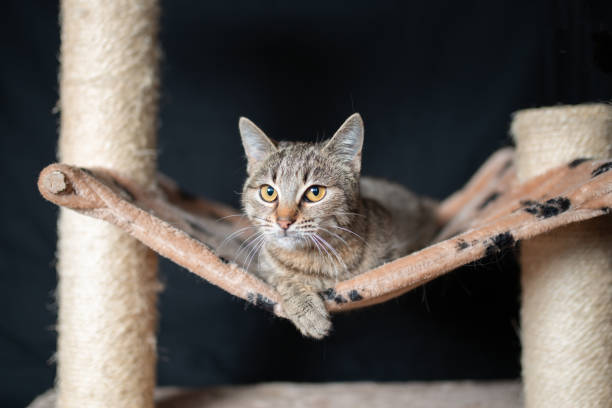 istock Domestic cat on the scratching post 1186109711