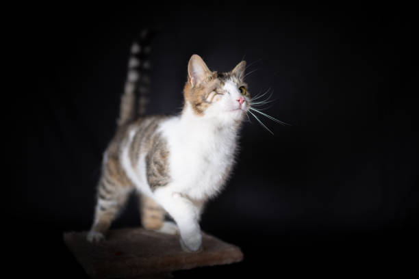 istock Domestic cat on the scratching post 1186109892