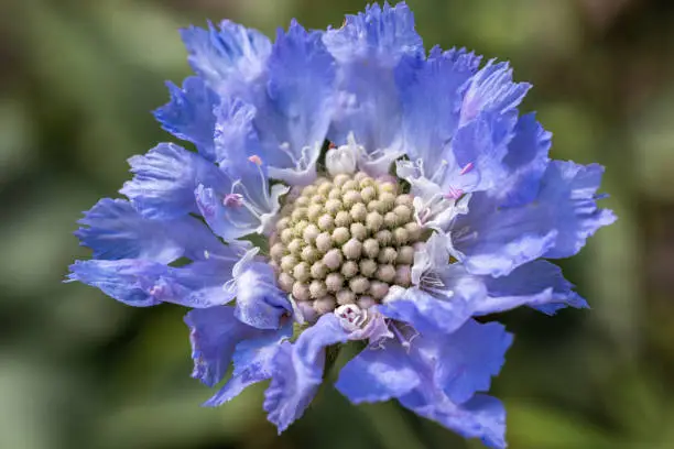 Center of blue beautiful scabiosis flower showing fibonacci pattern. Macro, Scabiosa caucasica Perfecta