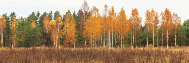 istock Autumn forest on a sunny day, background, golden autumn panoramic view 1186111403