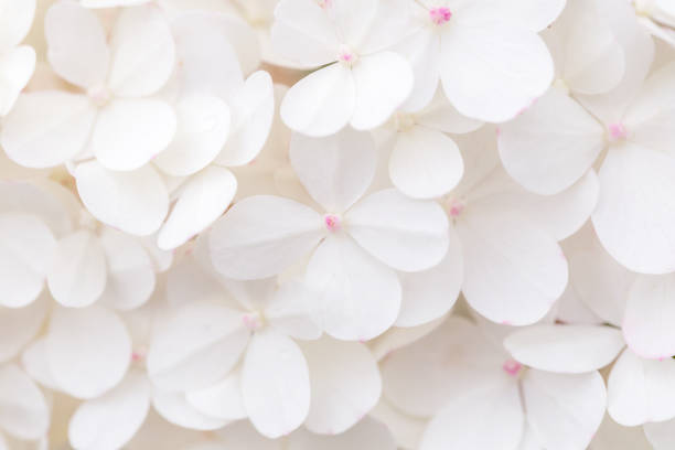 istock Macro photo, large white hydrangea blossoms nature background 1186111443