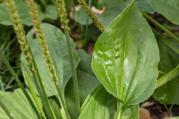 plantain blühende pflanze mit grünem blatt. plantago großer broadleaf plantain - major stock-fotos und bilder