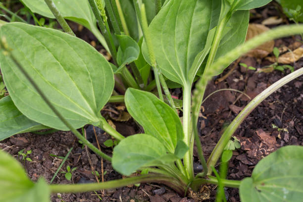 plantain blühende pflanze mit grünem blatt. plantago großer broadleaf plantain - major stock-fotos und bilder