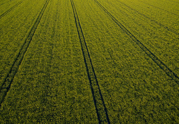istock Aerial view of cultivated fields 11 1186111773