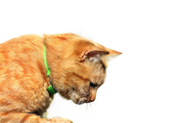 istock Beautiful ginger cat on a white background 1186111787