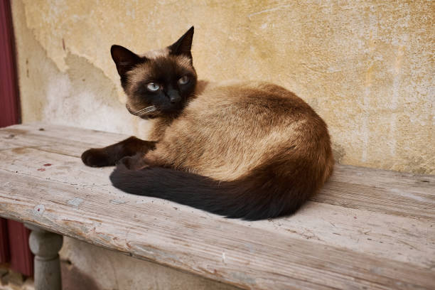 istock A cat with a black tail lies on a wooden bench 1186112366