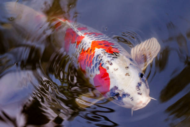 istock Exotic Koi fish carp swimming in pond 1186113189