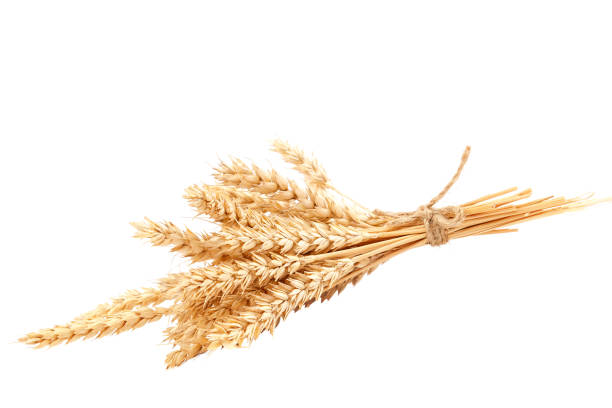 istock Sheaf of wheat ears isolated on a white background 1186113199