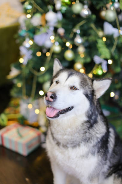 istock Adult husky with Chrisymas tree in background 1186113282