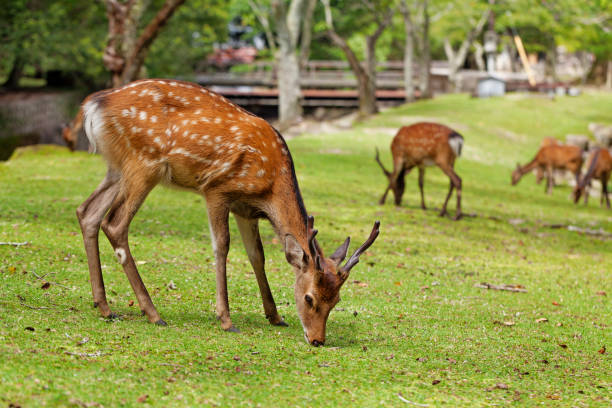 istock Wild deers walking around in Omoto Park, Japan 1186114247