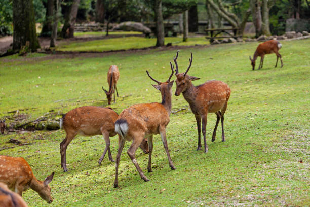 istock Wild deers walking around in Omoto Park, Japan 1186114412
