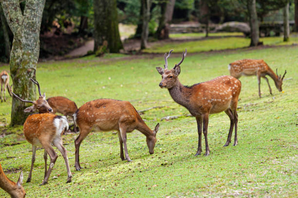 istock Wild deers walking around in Omoto Park, Japan 1186115733