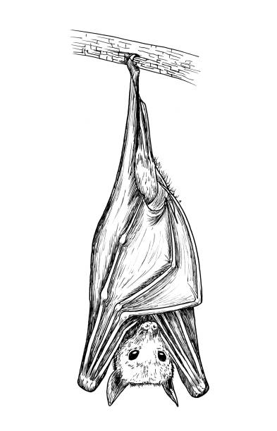 Drawing of Egyptian fruit bat. Sketch of mammal Rousettus aegyptiacus, black and white illustration A hand drawing of wild animal - Rousettus aegyptiacus on white background. Artist: Mateusz Atroszko, created 06.11.2019. rousettus aegyptiacus stock illustrations