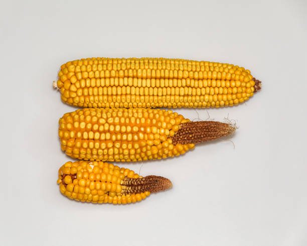 pojedyncze zbliżenie porównujące zdrowe ucho kukurydziane z zdeformowanym, niedopracowanym uchem kukurydzy brakującym ziaren na czubku na białym tle. powrót końcówki, krótkie wypełnienie końcówką, niekompletny zestaw jądra - underdeveloped zdjęcia i obrazy z banku zdjęć