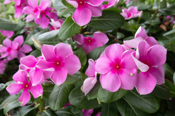 istock Garden phlox flower. 1186115930