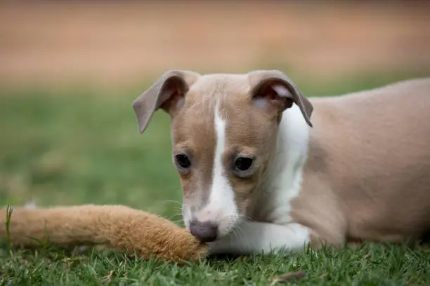 Cute blue fawn and white Italian Greyhound puppy.