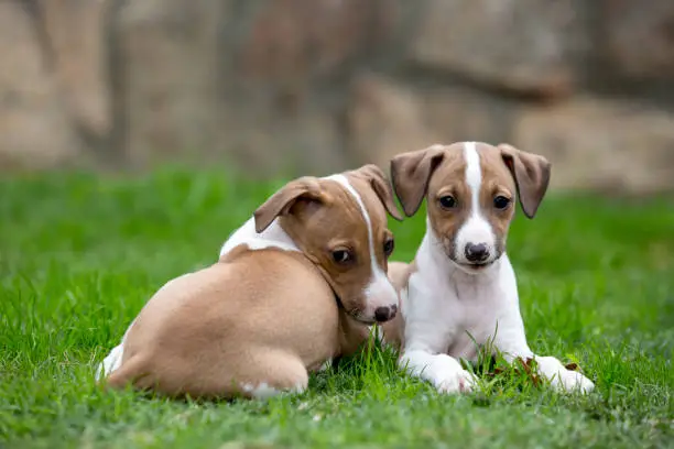 Two cute fawn and white Italian Greyhounds puppies.
