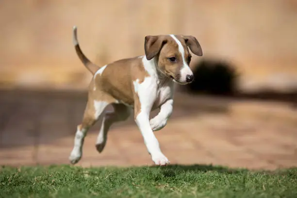 Cute red fawn and white Italian Greyhound puppy running.