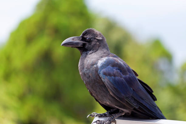 istock A Japanese large-billed crow, Corvus macrorhynchos japonensis 1186116571