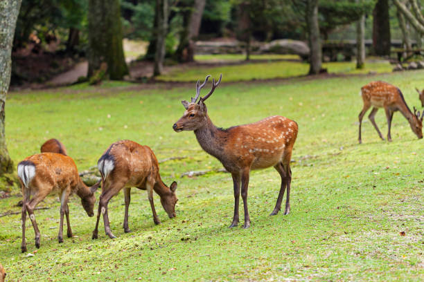 istock Wild deers walking around in Omoto Park, Japan 1186116594