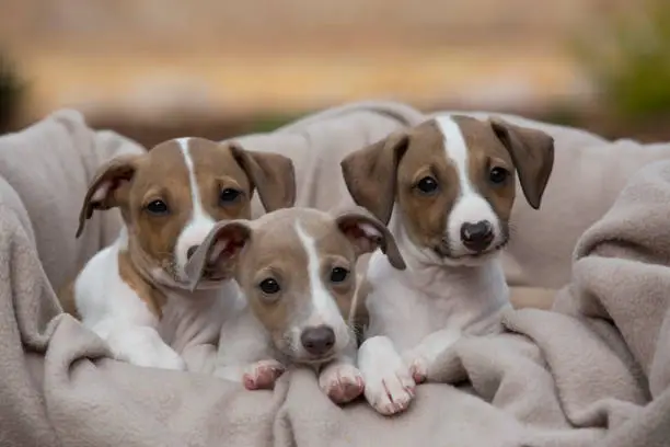 Three cute fawn and white Italian Greyhounds puppies.