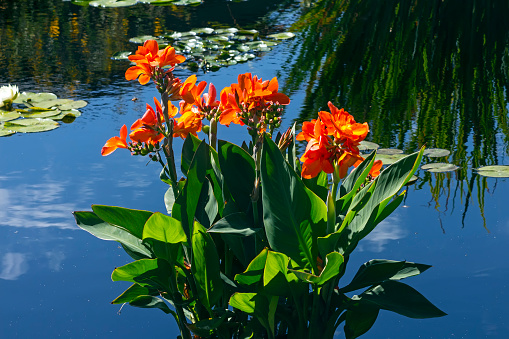 Beautiful red flowers on the water in a botanical garden in Denver,Colorado.