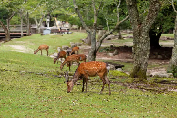 Wild deers walking and grazing in Omoto Park in Miyajima island, Japan.
