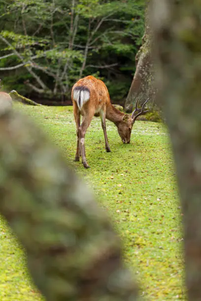 Wild deer walking and grazing in Omoto Park in Miyajima island, Japan.