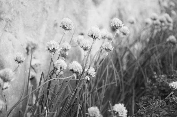 Allium flowers planted in decorative garden next to old stone wall. Selective focus. Soft black and white photo
