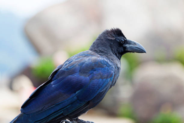 istock A Japanese large-billed crow, Corvus macrorhynchos japonensis 1186118141