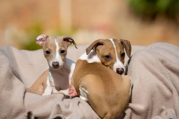Cute fawn and white Italian Greyhounds puppies.