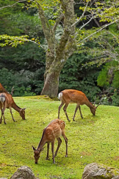 Wild deers walking and grazing in Omoto Park in Miyajima island, Japan.