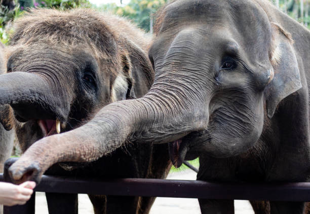 istock Elephants being fed and looked at in a zoo 1186118507