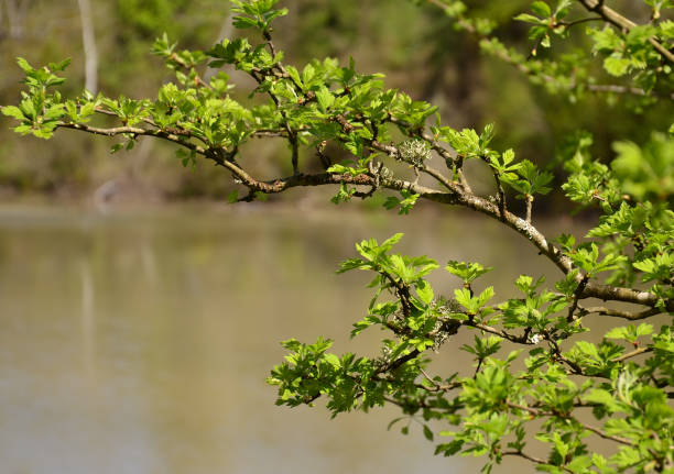 istock forest lake and wooden board background 1186119263