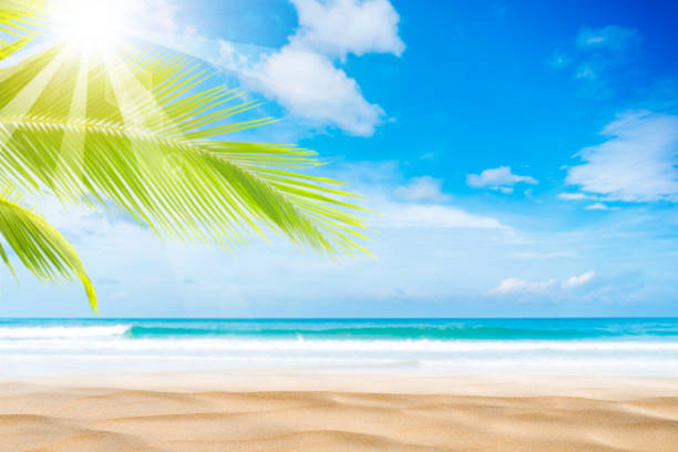 istock Blur beautiful nature green palm leaf on tropical beach with bokeh sun light wave abstract background. 1186119593