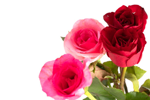 Red and pink rose flower isolated on white background.