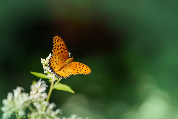 Focus on butterfly on flower nectar