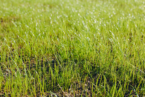 Fresh green spring grass with dew drops closeup with sun on natural defocused light nature bokeh background, Lawn grass sprouting, sowing crops and grains