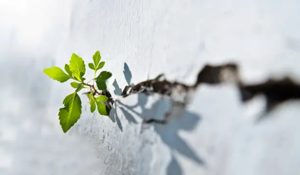 Plant growing on concrete wall.