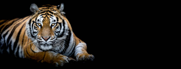 istock Portrait of a Tiger with a black background 1186122288