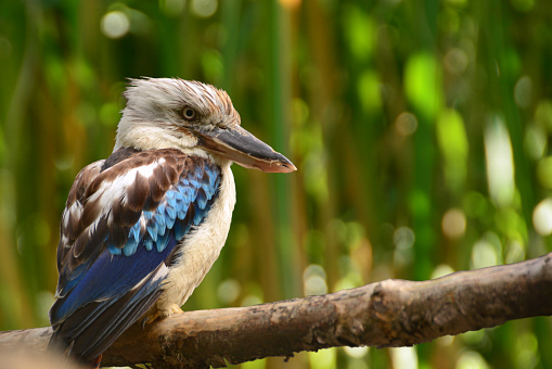 Aviary: single kookaburra sitting on a branche and looking over shoulder.In the same family: Alcedinidae