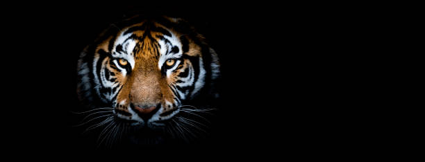 istock Portrait of a Tiger with a black background 1186122389
